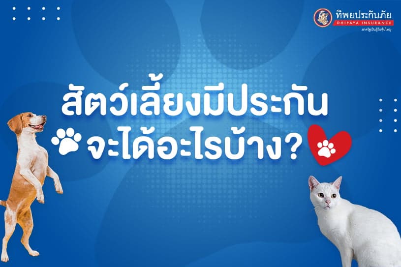 สัตว์เลี้ยงมีประกันจะได้อะไรบ้าง?