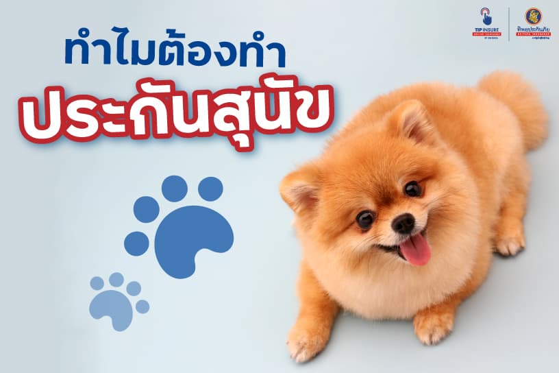 ทำไมต้องทำประกันสุนัข ทิพยประกันภัยมีคำตอบ