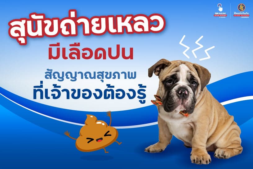 สุนัขถ่ายเหลวมีเลือดปน สัญญาณสุขภาพที่เจ้าของต้องรู้ไว้