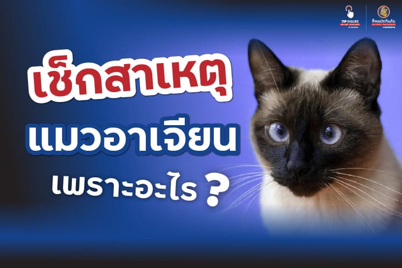 เช็กสาเหตุแมวอาเจียนเพราะอะไร
