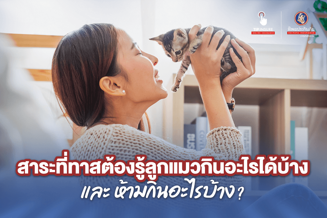 ทาสต้องรู้ลูกแมวกินอะไรได้บ้างและไม่ควรกินอะไร