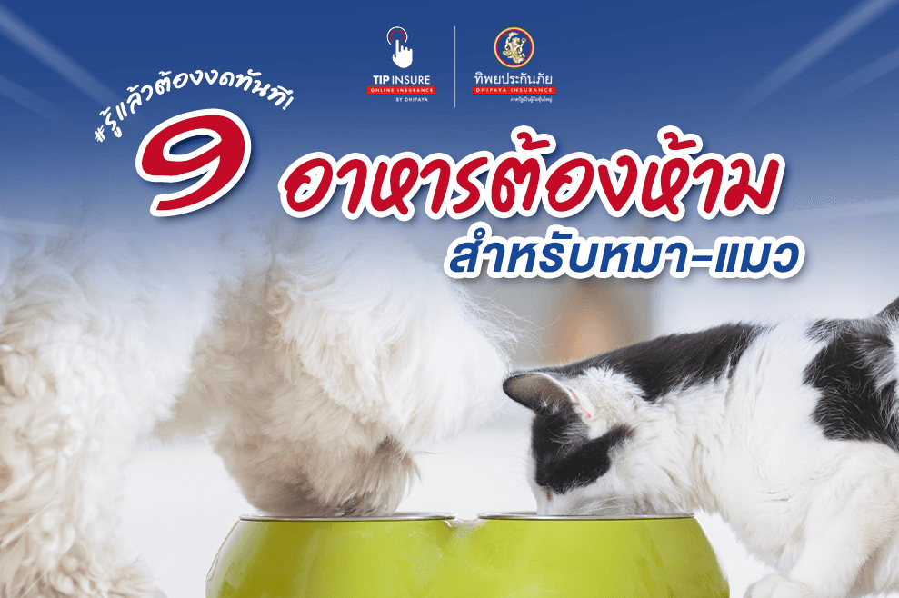 9 อาหารต้องห้ามสำหรับหมา-แมว รู้แล้วต้องงดทันที!