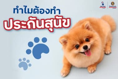 ทำไมต้องทำประกันสุนัข ทิพยประกันภัยมีคำตอบ