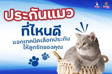 ประกัน แมว ที่ไหน ดี แจกเทคนิคเลือกประกันให้ลูกรักของคุณ