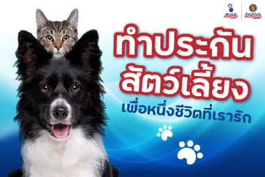  ทำประกันสัตว์เลี้ยง เพื่อหนึ่งชีวิตที่เรารัก 