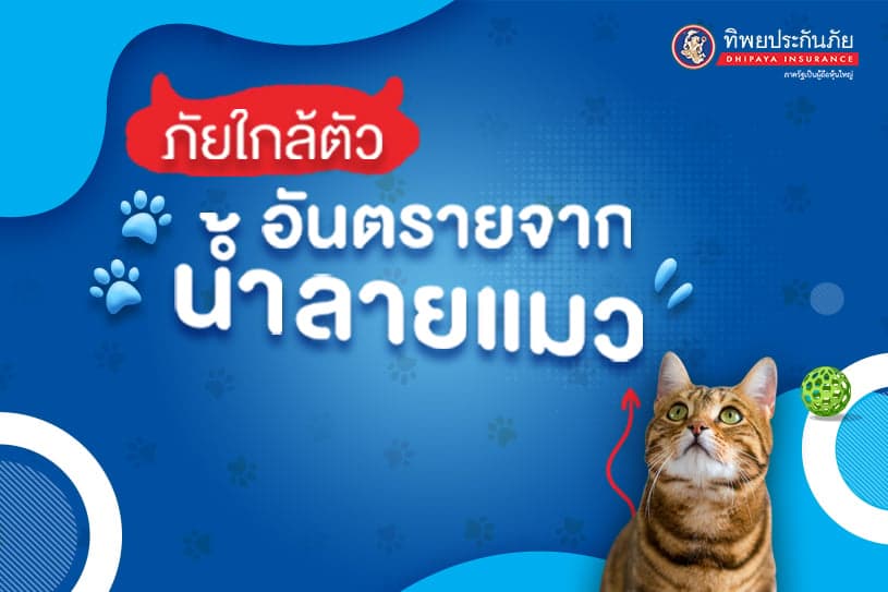 ภัยใกล้ตัว ... อันตรายจากน้ำลายแมว