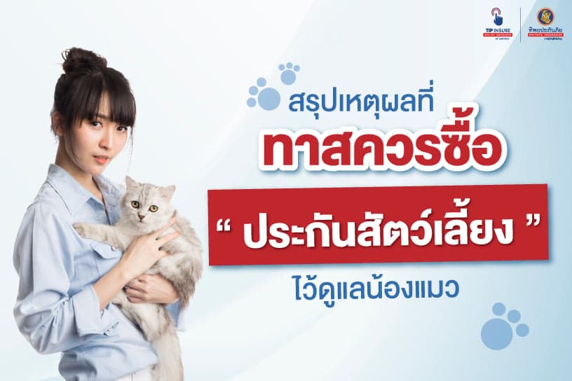 เหตุผลที่ทาสควรซื้อ “ประกันสัตว์เลี้ยง” ไว้ดูแลน้องแมวจากอันตราย