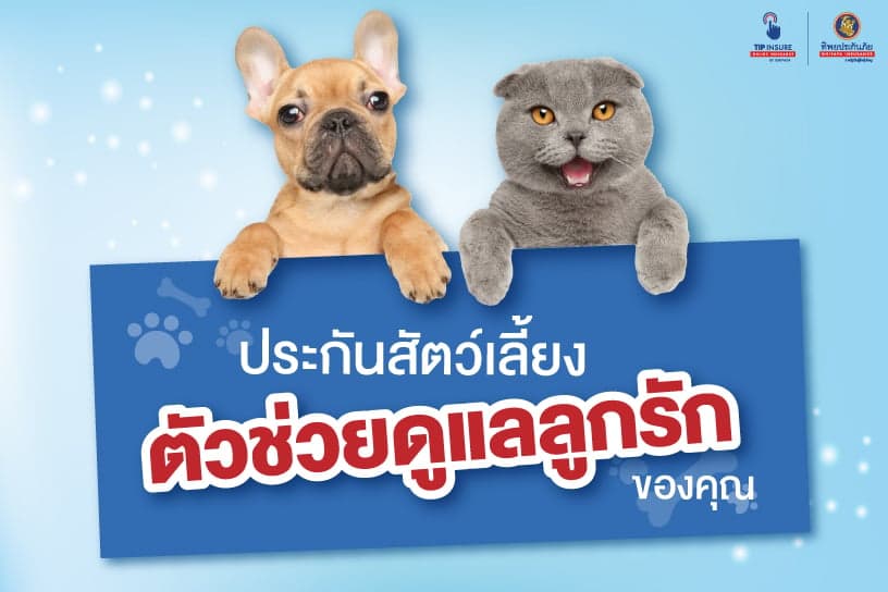 ประกันสัตว์เลี้ยง ตัวช่วยดูแลลูกรักของคุณ