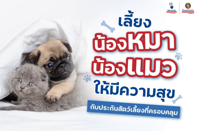 เลี้ยงน้องหมาน้องแมวให้มีความสุขกับ ประกันสัตว์เลี้ยงที่ครอบคลุม