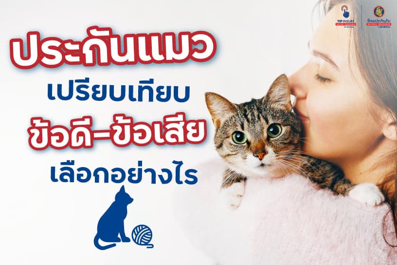 ประกันแมว เปรียบเทียบข้อดี-ข้อเสีย เลือกอย่างไร