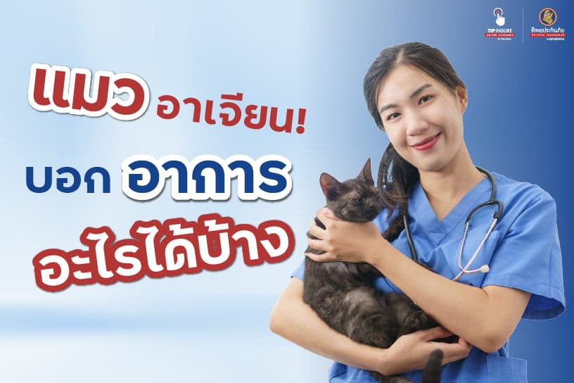 แมวอ้วก มีสาเหตุจากอะไร บอกอาการอะไรได้บ้าง