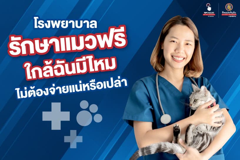 โรงพยาบาลรักษาแมวฟรีใกล้ฉันมีไหม ไม่ต้องจ่ายแน่หรือเปล่า?