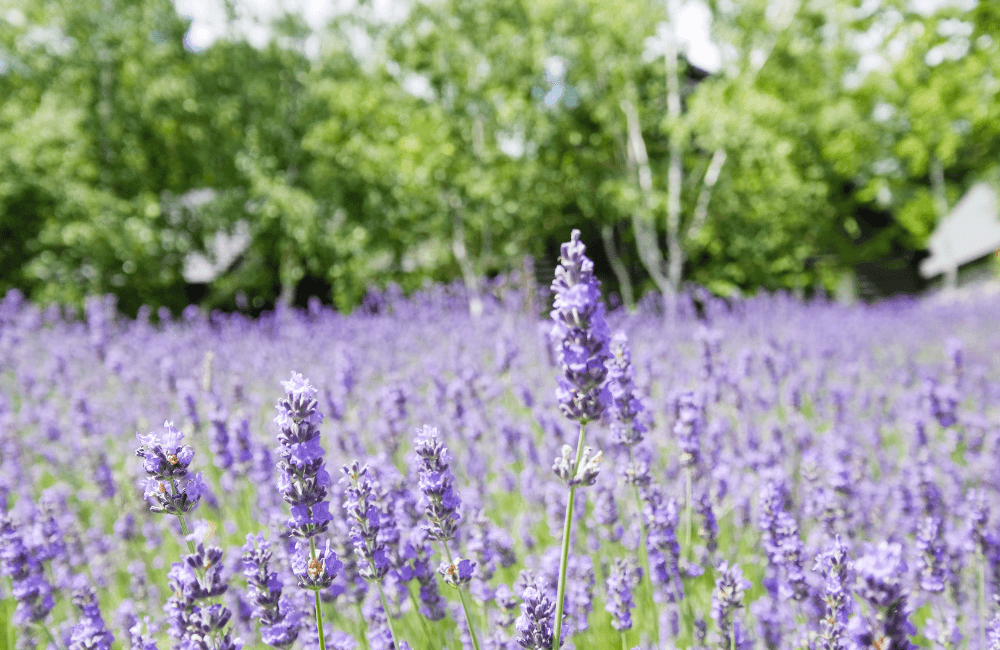 เที่ยวเขาใหญ่ Hokkaido Flower Park Khaoyai
